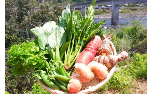 【栽培期間中、農薬・化学肥料不使用】】桐島畑の季節野菜詰め合わせ(5種類)(定期便12か月コース)／Rfkh-B02
