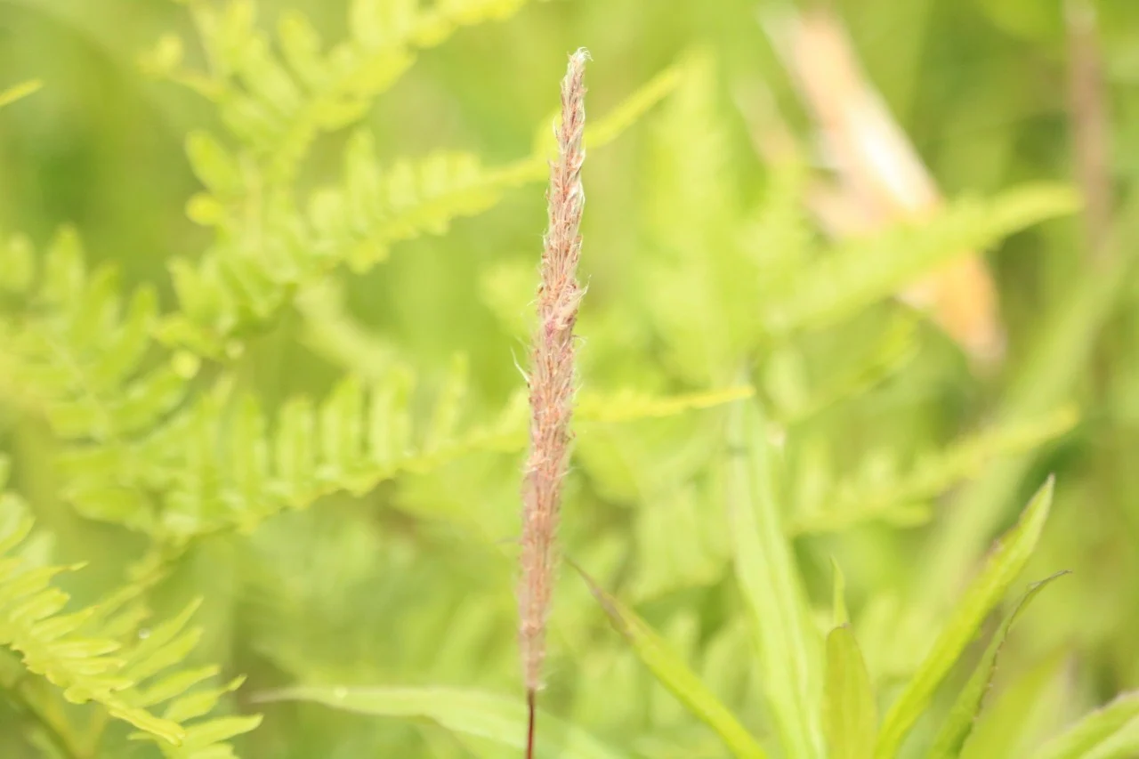 四万十町遠山植物観察会　体験チケット（1～5名様）／Mkk-A33