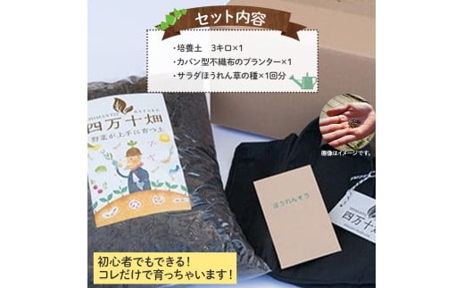 ベランダでも育てられるサラダほうれん草栽培キット／Fis-C06