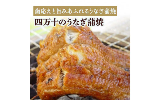 四万十のうなぎ蒲焼３人前／Ess-B07