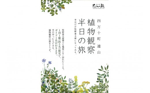 四万十町遠山植物観察会　体験チケット（1～5名様）／Mkk-A33