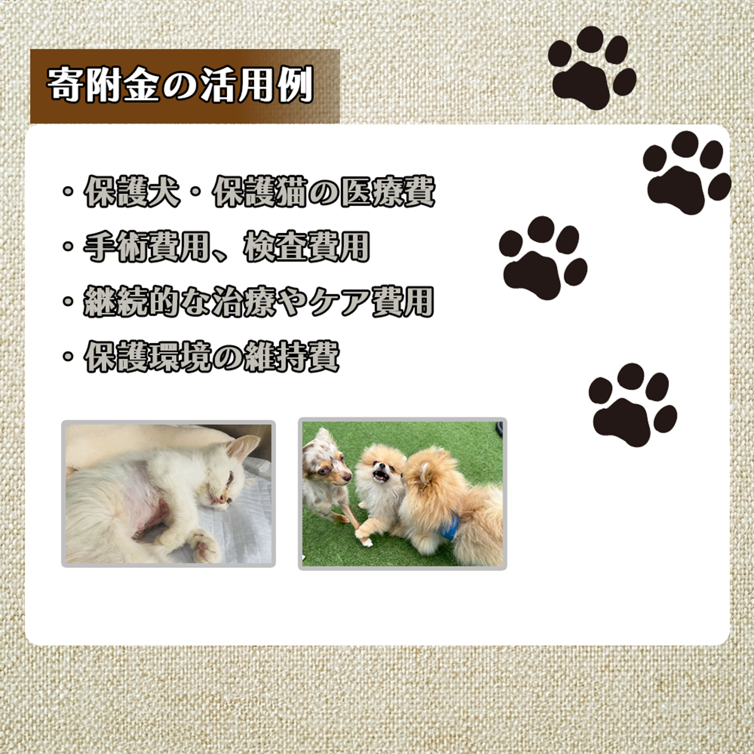 DQ-004_保護犬・保護猫支援！　10,000円コース（返礼品無し）