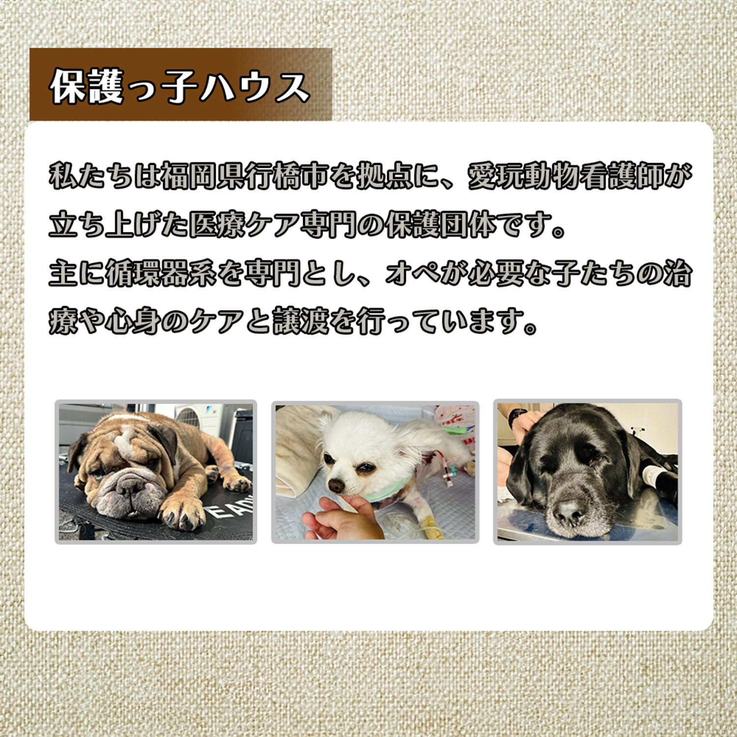 DQ-007_保護犬・保護猫支援！　100,000円コース（返礼品無し）
