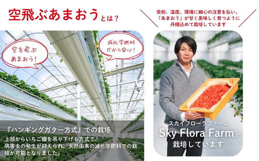 【2027年3月より順次発送】福津産『空飛ぶあまおう』約180g×6パック【スカイフローラファーム】[H0151]