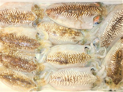 これは食べなイカん！！ お刺身コウイカ600g（50g×12P）[H0081]