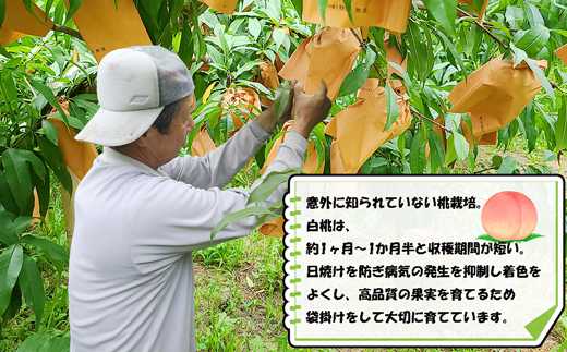 【2026年8月より順次発送】摘みたて瞬間★品種おまかせ冷凍もも小分けパック1.5kg（250g×6P)[H0158a]