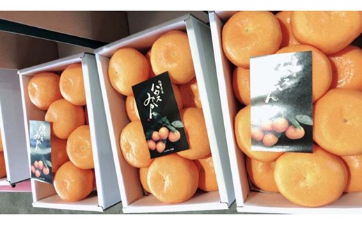 佐賀県産ハウスみかん 1kg 226-B1132