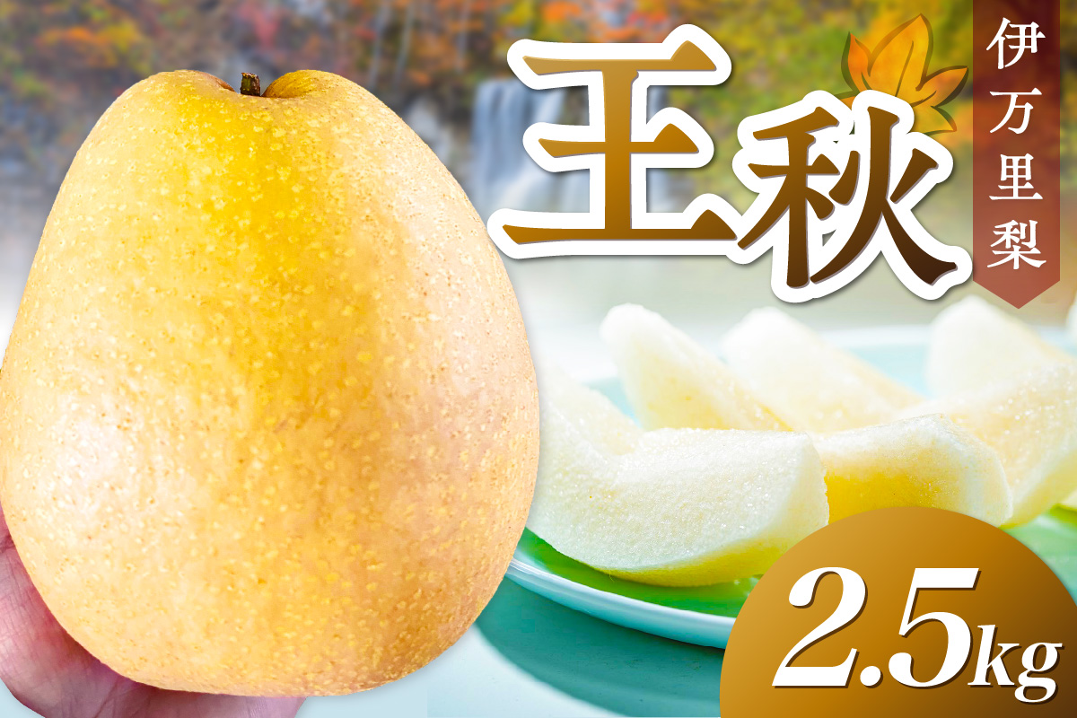 【 数量限定 】 伊万里梨 王秋 2.5kg 113-B1183