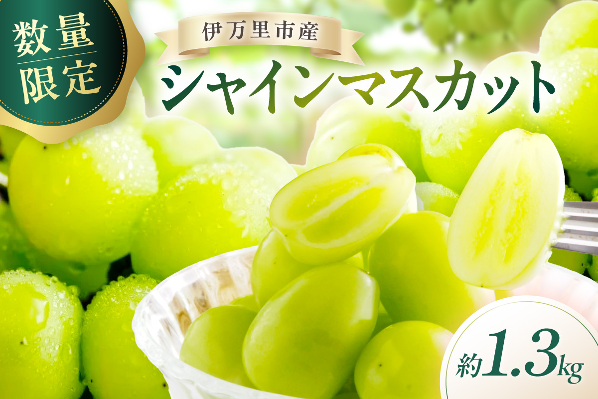 【令和9年度産】シャインマスカット約1.3kg 197-B1336