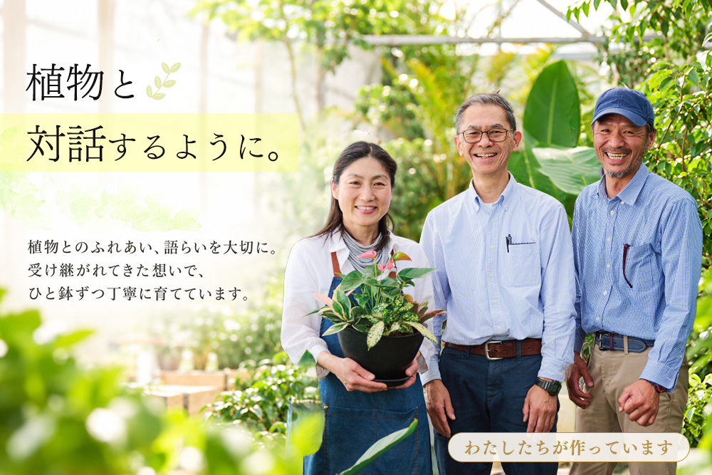 オリジナルアレンジ観葉植物　Lサイズ【寄せ植え インテリア リビング 室内 グリーン 植物 癒し リフレッシュ】 (H086106)