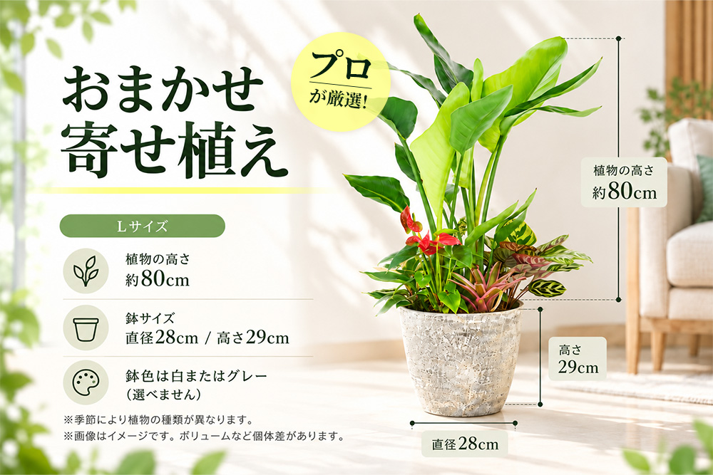 オリジナルアレンジ観葉植物　Lサイズ【寄せ植え インテリア リビング 室内 グリーン 植物 癒し リフレッシュ】 (H086106)