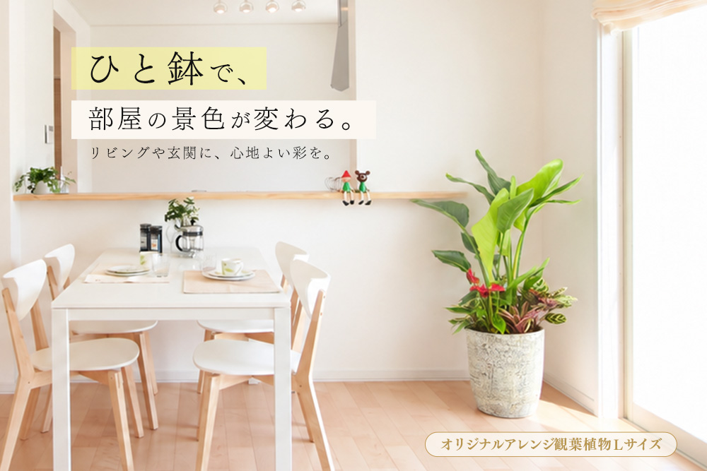 オリジナルアレンジ観葉植物　Lサイズ【寄せ植え インテリア リビング 室内 グリーン 植物 癒し リフレッシュ】 (H086106)