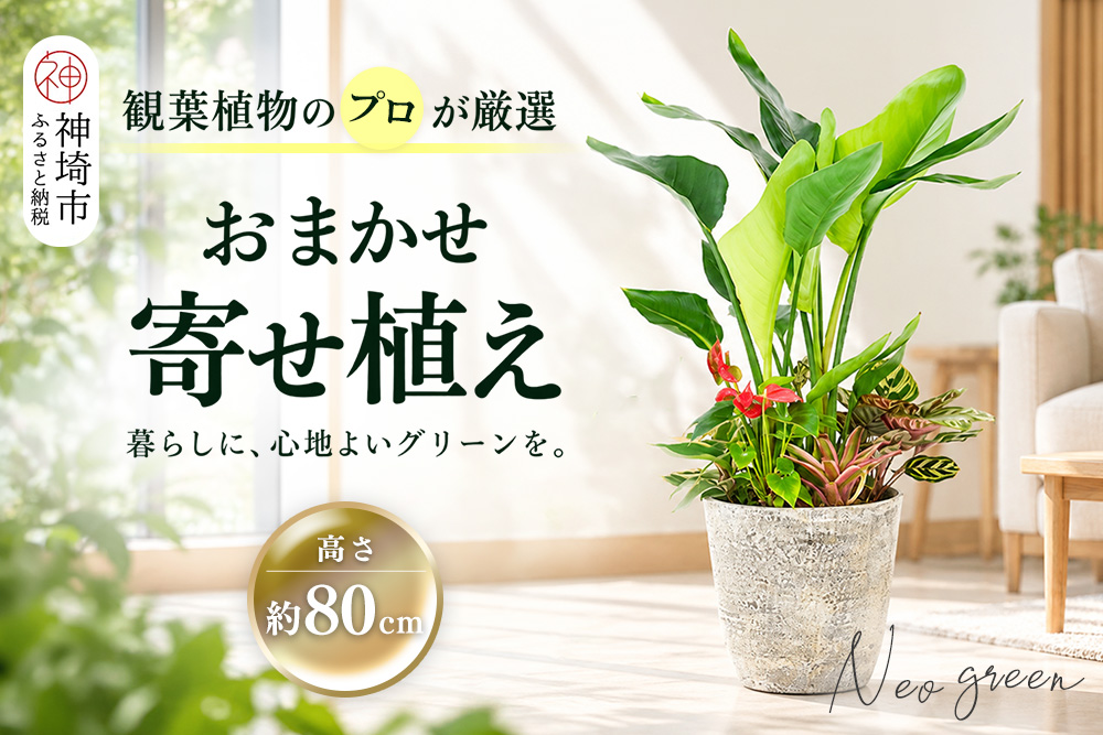 オリジナルアレンジ観葉植物　Lサイズ【寄せ植え インテリア リビング 室内 グリーン 植物 癒し リフレッシュ】 (H086106)