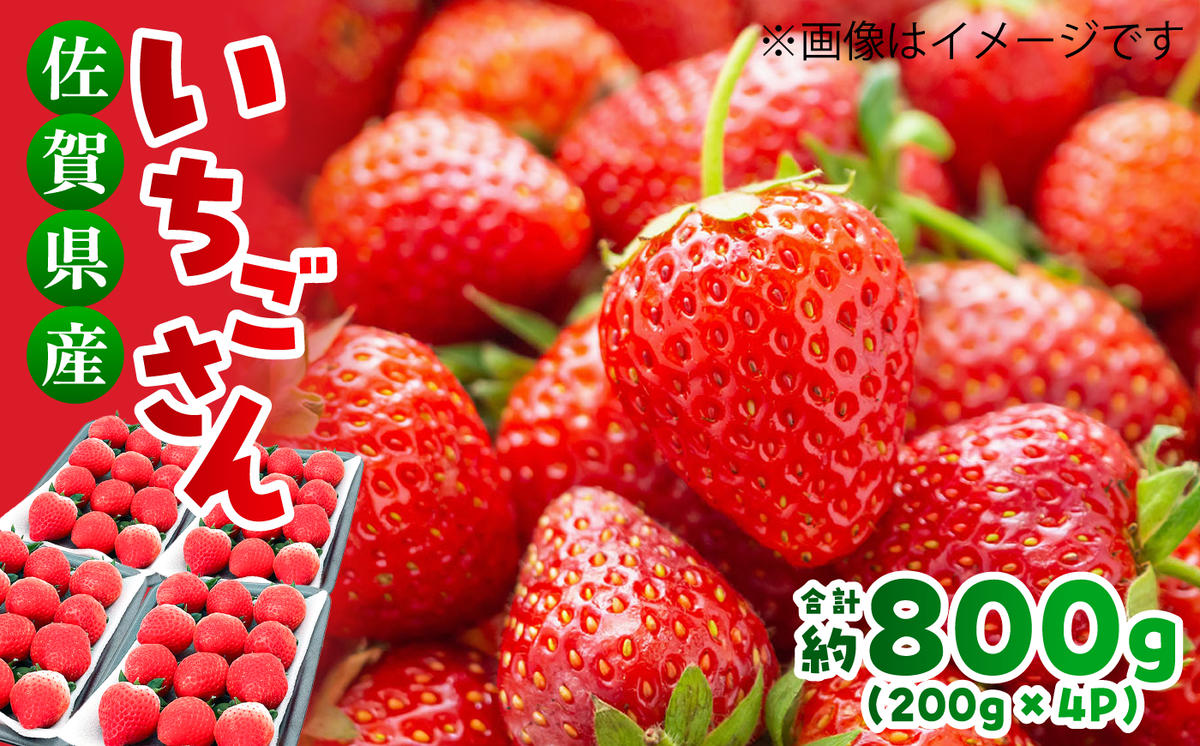 【限定数量】【12月～4月発送】いちごさん 約800g（約200g×4P） 吉野ヶ里町/TZファーム [FDF001]