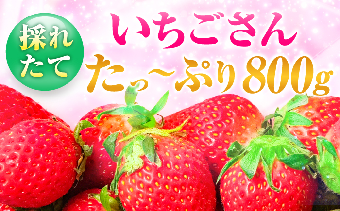 【限定数量】【12月～4月発送】いちごさん 約800g（約200g×4P） 吉野ヶ里町/TZファーム [FDF001]