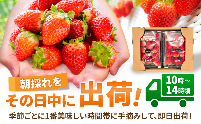 【限定数量】【12月～4月発送】いちごさん 約800g（約200g×4P） 吉野ヶ里町/TZファーム [FDF001]