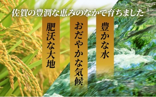 《最短(3〜5営業日)発送》令和7年産 さがびより 佐賀県産（精米）5kg