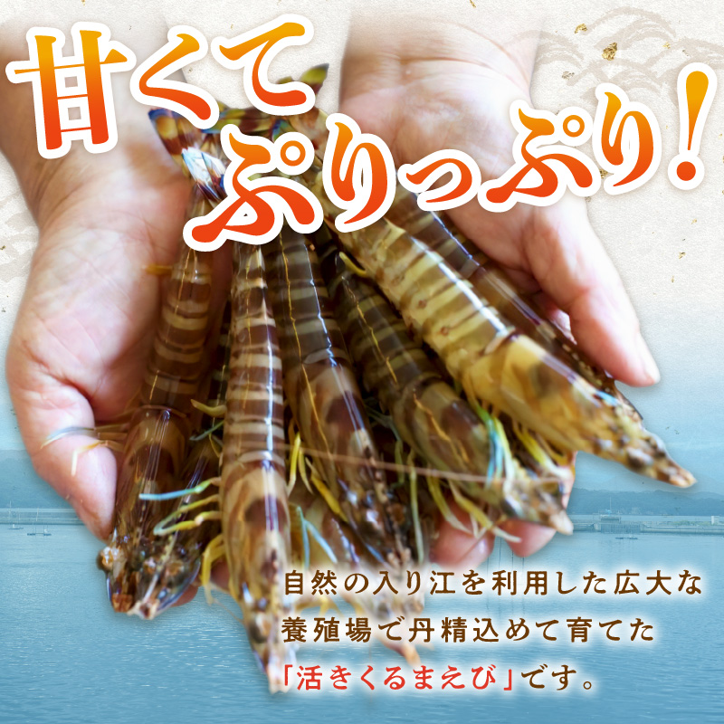 【宅配BOX不可】新松浦漁協 活きくるまえび300g（ ふるさと納税 車海老 車エビ 車えび くるまえび 海老 エビ 海鮮 送料無料 活き車えび ）【152-0001】