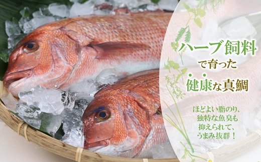 鯛だし万能すーぷ付！ハーブ仕立ての鯛しゃぶセット工場直送たっぷり3人前【143-0002】
