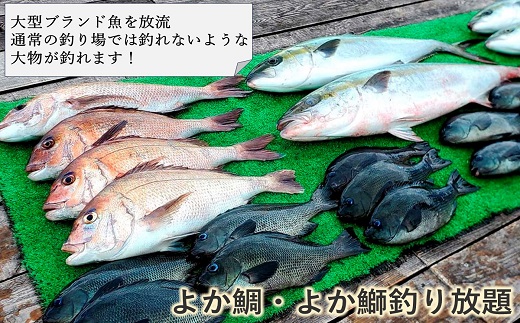 【釣り堀ハマカツ】1名釣り堀利用券(男性1名)【014-0003】
