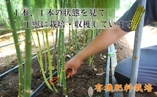 訳ありご家庭用に大活躍！僕とじいちゃんのアスパラガス2kg ( 訳あり 不揃い アスパラガス 大容量 新鮮 朝採れ 野菜 生産者直送 )【158-0001】