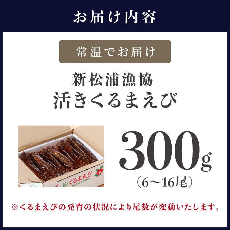 【宅配BOX不可】新松浦漁協 活きくるまえび300g（ ふるさと納税 車海老 車エビ 車えび くるまえび 海老 エビ 海鮮 送料無料 活き車えび ）【152-0001】