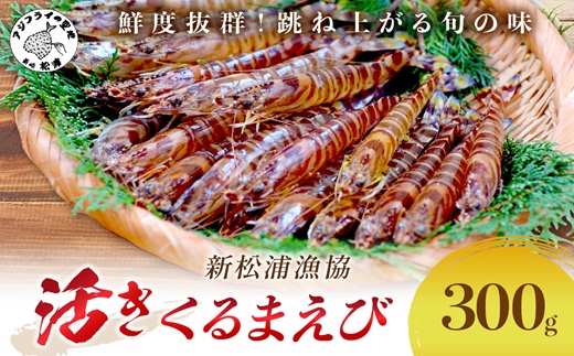 【宅配BOX不可】新松浦漁協 活きくるまえび300g（ ふるさと納税 車海老 車エビ 車えび くるまえび 海老 エビ 海鮮 送料無料 活き車えび ）【152-0001】