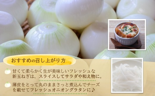 JR九州ファームの 新玉ねぎ 5kg( 玉ねぎ 甘い 野菜 新玉ねぎ 野菜 国産 送料無料 )【176-0001】