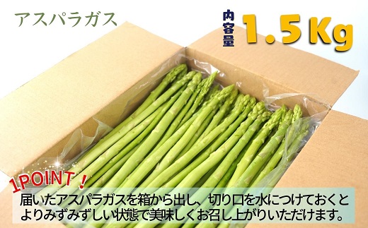 僕とじいちゃんのアスパラガス1.5kg ( アスパラガス 朝採れ新鮮 新鮮 野菜 期間限定 )【158-0002】