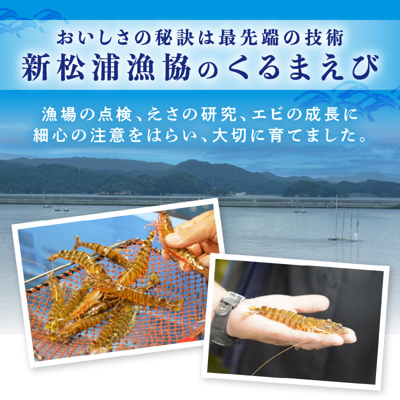 くるまえび みそ漬け200g×2P( 海鮮類 エビ 海老 えび 福島産 車エビ )【B5-116】
