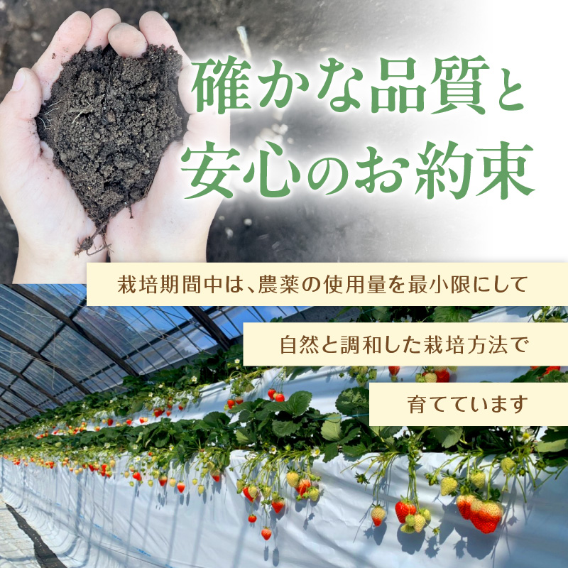 厳選大粒 こだわり苺 品種お任せ12～18粒×2パック(1月発送)( いちご 苺 イチゴ 紅ほっぺ かおり野 さがほのか 恋みのり 果物 フルーツ )【144-0002-01M】