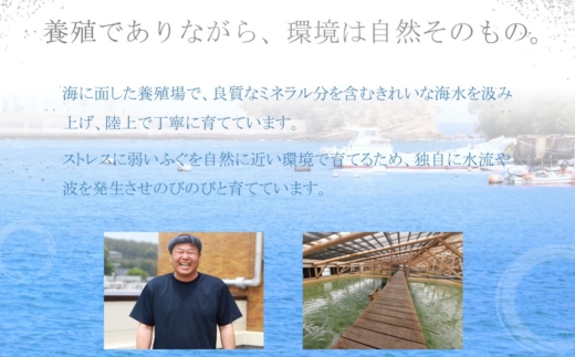 活〆おうごんとらふぐ刺身2人前セット( おうごんとらふぐ とらふぐ 高品質 高評価 刺身 )【095-0001】