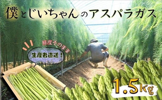 僕とじいちゃんのアスパラガス1.5kg ( アスパラガス 朝採れ新鮮 新鮮 野菜 期間限定 )【158-0002】