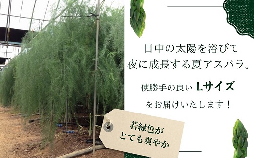 JR九州ファームの夏アスパラガス Lサイズ1.2kg( アスパラガス アスパラ 夏アスパラ 野菜 甘み 柔らかい 松浦市 )【B0-267】
