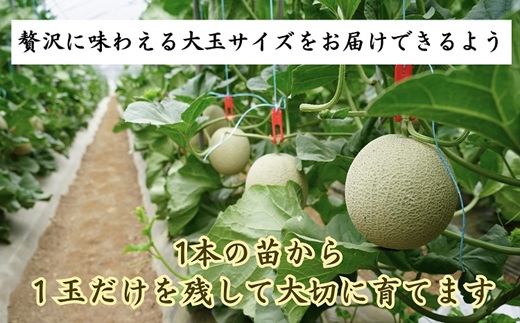 1.4kg以上！大玉アールスメロン　夢メロン2玉入り( メロン 大玉 夢メロン アールスメロン )【B0-202】