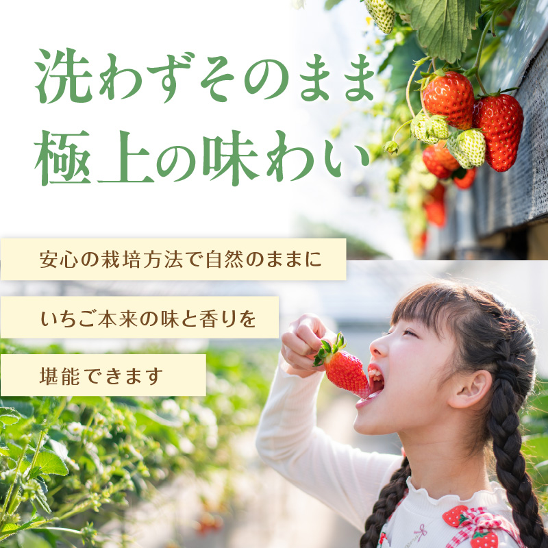 厳選大粒 こだわり苺 品種お任せ12～18粒×2パック(1月発送)( いちご 苺 イチゴ 紅ほっぺ かおり野 さがほのか 恋みのり 果物 フルーツ )【144-0002-01M】