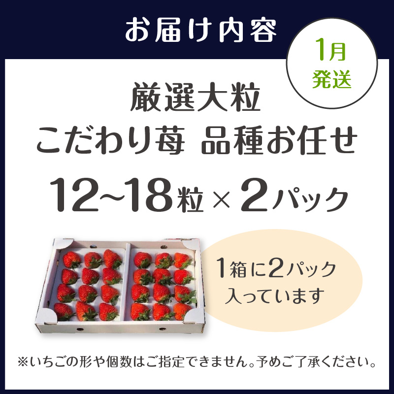 厳選大粒 こだわり苺 品種お任せ12～18粒×2パック(1月発送)( いちご 苺 イチゴ 紅ほっぺ かおり野 さがほのか 恋みのり 果物 フルーツ )【144-0002-01M】