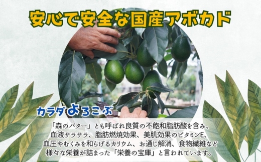 完熟国産アボカド「御厨(みくりや)アボカド」2玉～3玉【149-0002】
