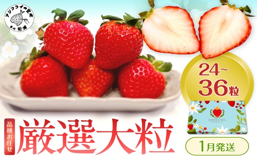 厳選大粒 こだわり苺 品種お任せ12～18粒×2パック(1月発送)( いちご 苺 イチゴ 紅ほっぺ かおり野 さがほのか 恋みのり 果物 フルーツ )【144-0002-01M】