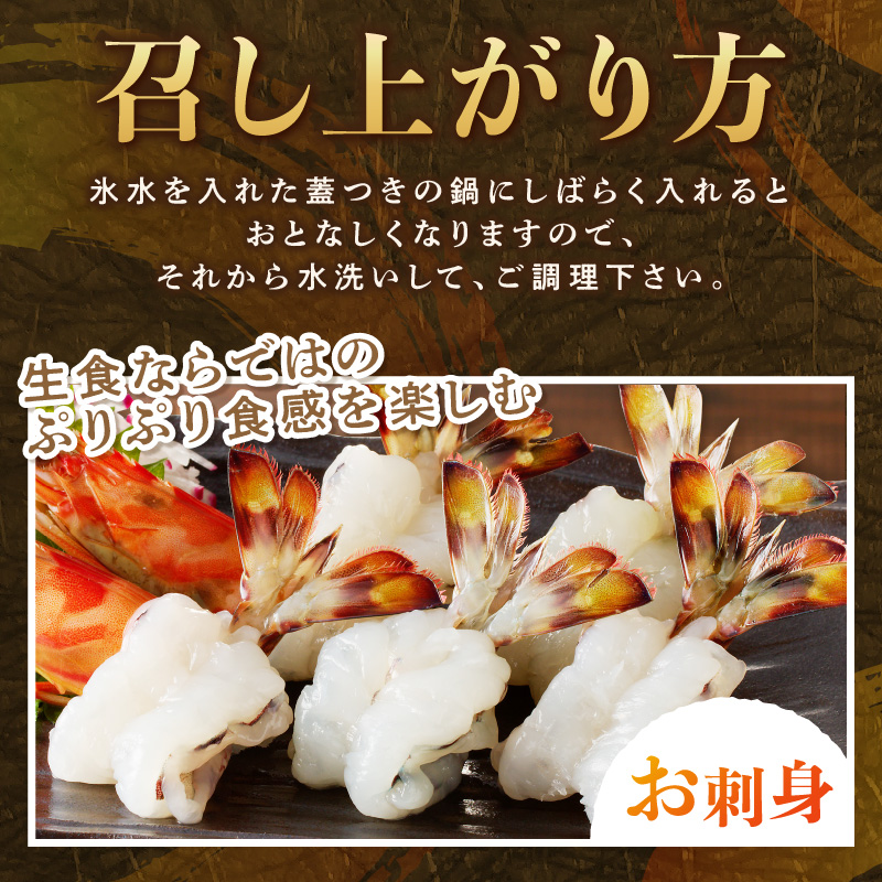 【宅配BOX不可】新松浦漁協 活きくるまえび300g（ ふるさと納税 車海老 車エビ 車えび くるまえび 海老 エビ 海鮮 送料無料 活き車えび ）【152-0001】