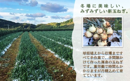 JR九州ファームの 新玉ねぎ 5kg( 玉ねぎ 甘い 野菜 新玉ねぎ 野菜 国産 送料無料 )【176-0001】