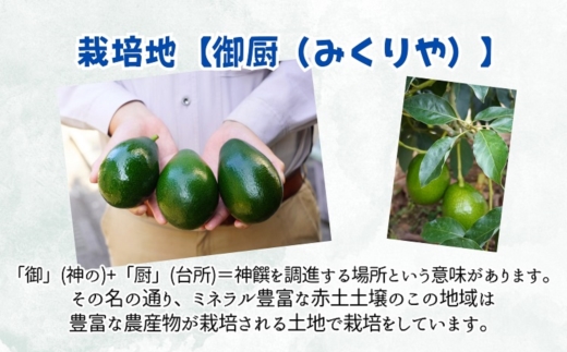完熟国産アボカド「御厨(みくりや)アボカド」2玉～3玉【149-0002】