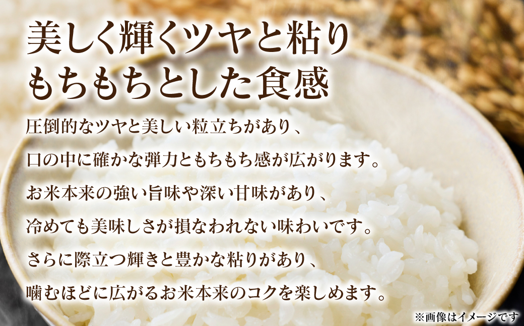 《令和7年産》 くまさんの輝き 5kg×1袋 米 お米 精米 白米 ごはん ご飯 おにぎり お弁当 熊本県 八代市