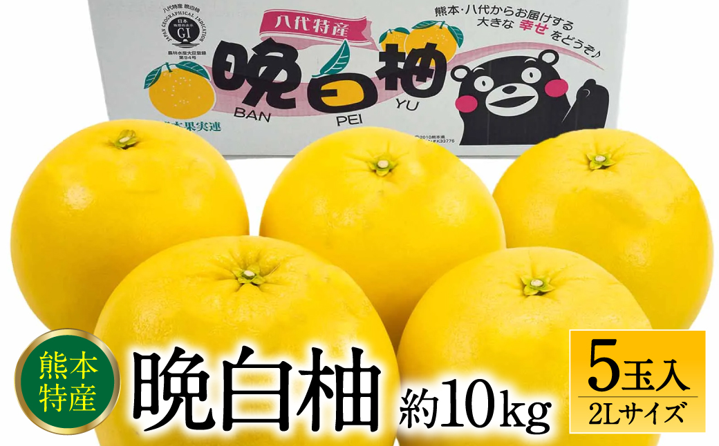 【先行予約】 晩白柚 ばんぺいゆ 2Lサイズ 5玉 約10kg 果物 果実 くだもの フルーツ 柑橘 柑橘類 熊本県 八代市 【2026年12月上旬より順次発送】