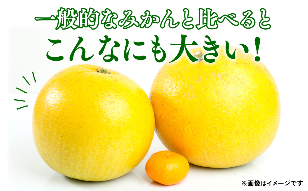 【先行予約】熊本県八代市産 晩白柚 （ばんぺいゆ） 2Lサイズ(約2kg)×3玉 柑橘 みかん 果物 くだもの フルーツ デザート おやつ 特産 熊本県 八代市 【2026年12月上旬より順次発送】