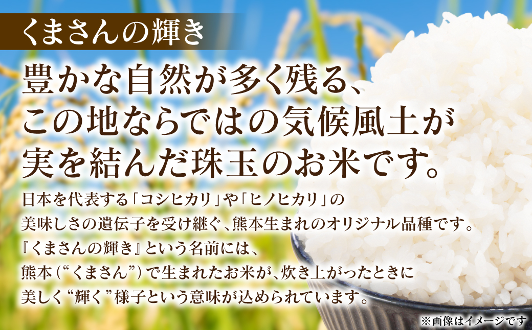 《令和7年産》 くまさんの輝き 5kg×1袋 米 お米 精米 白米 ごはん ご飯 おにぎり お弁当 熊本県 八代市