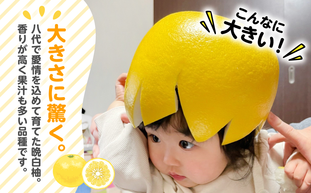 【先行予約】熊本県 八代市産　晩白柚　1玉 2Lサイズ 約2kg ばんぺいゆ 柑橘 果物 果実 くだもの フルーツ 特産品 熊本県 八代市 【2027年1月上旬より順次発送】