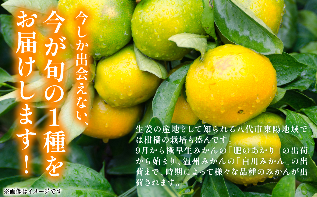 【先行予約】 数量限定 八代市東陽町産の季節のみかん5kg みかん 柑橘 フルーツ 果物 果実 ミカン 蜜柑 熊本県 八代市 【2026年9月下旬より順次発送】