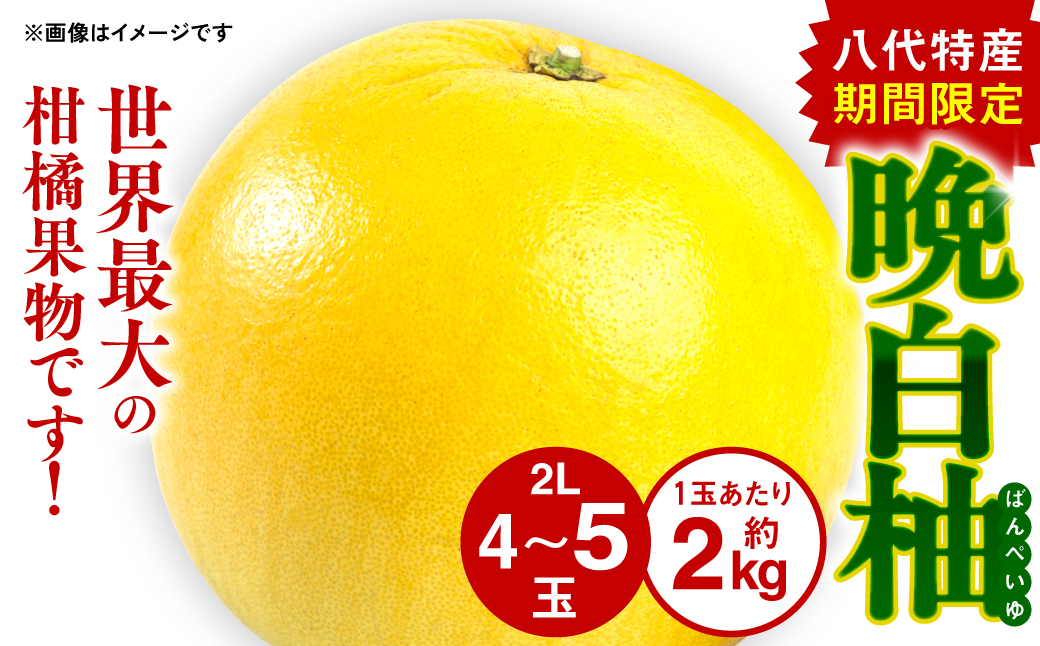 【先行予約】熊本県八代市産 晩白柚 （ばんぺいゆ） 2Lサイズ(約2kg)×4玉～5玉 柑橘 みかん 果物 くだもの フルーツ デザート おやつ 特産 熊本県 八代市 【2026年12月上旬より順次発送】