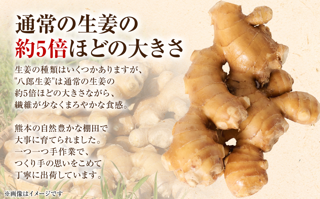 八郎生姜 2kg しょうが ショウガ ガリ ジンジャー 野菜 食品 薬味 生姜焼き しょうが焼き 温活 冷え性 対策 熊本県 八代市 東陽町 産地直送 国産